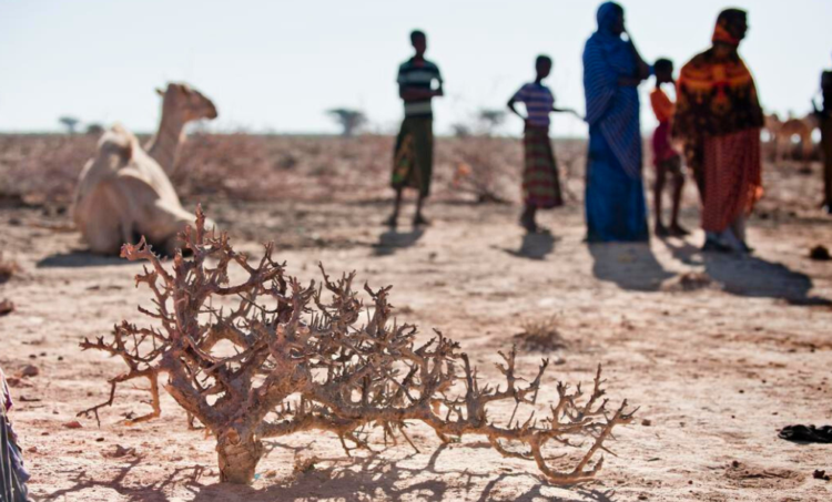 Stock image from IFRC website depicting an dead tree, camel, and people in the background in Somalia.